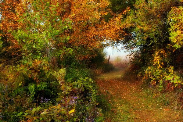 Herbstwald, alle Farben des Herbstes