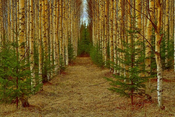 Allée dans la forêt entre bouleaux et jeunes sapins