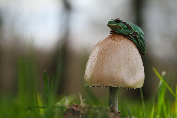 Foto de una rana en un sombrero de hongo. Rana verde en la hierba