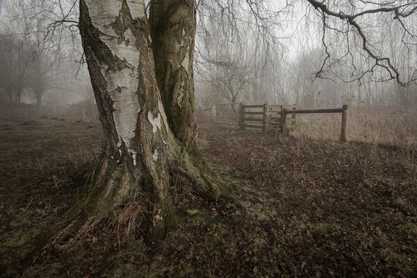 A tree and a fence in gloomy shades