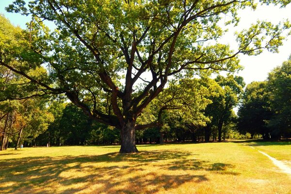 Im Sommer Schatten von Eichenästen