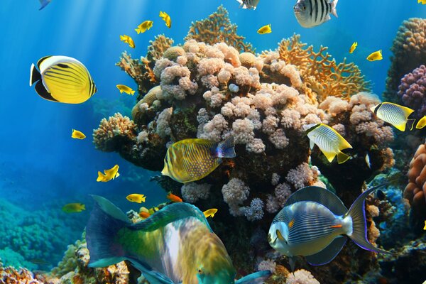 Récif de corail dans le monde sous-marin