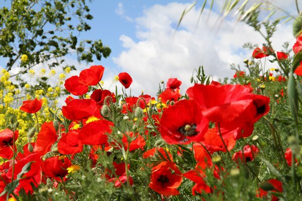 Bright scarlet poppies on a meadow against the sky