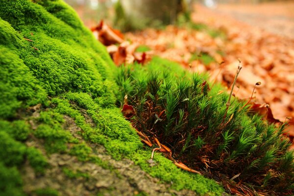 Hierba verde brillante y primeros planos de musgo