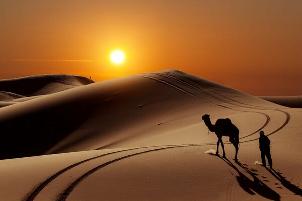 A camel floating through the dunes of the evening desert