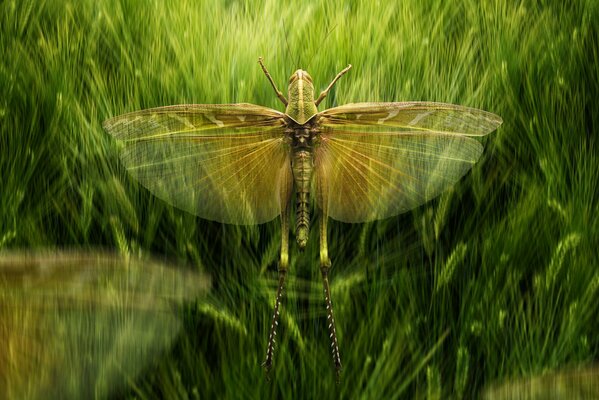 La lida del enjambre de langostas muestra la belleza de las alas