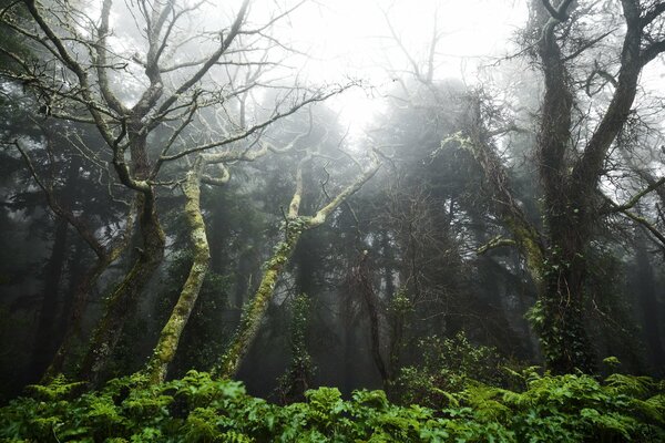 Paisaje de bosque tropical inusual