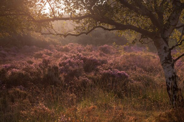 Bosque de la mañana con flores, hierba y árboles