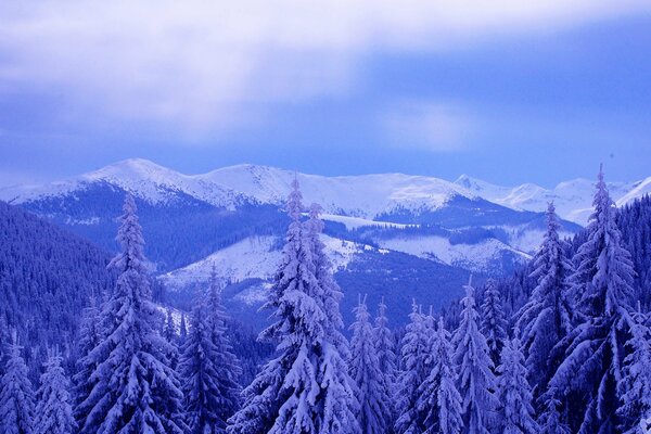 Hiver montagne épinette et nuages