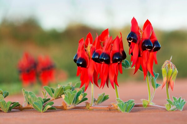 Planta extraña con hojas rojas