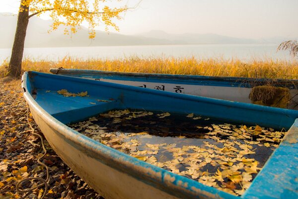 Foglie in barche. Fascino autunnale