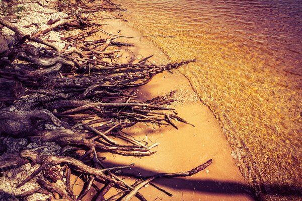 Tree roots on the seashore