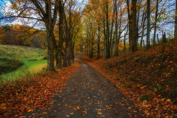 Camino de otoño en el bosque