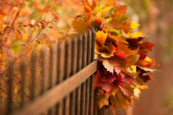 Otoño todos los tonos de rojo