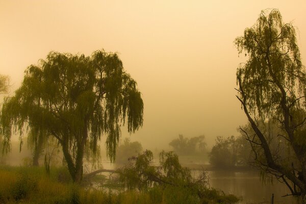 Brouillard matinal dans les terres australiennes