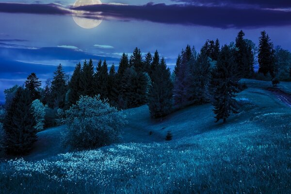 Full moon over the fir trees on the hills