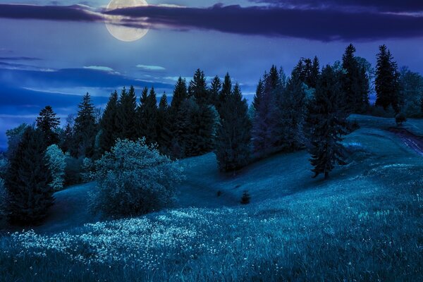 Полная луна над елями на холмах