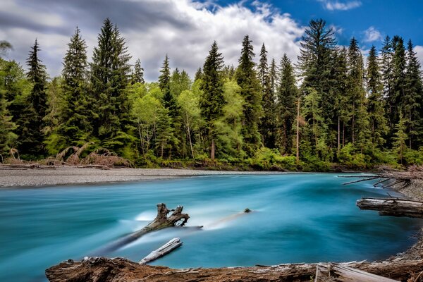 A swift stream of water sweeps along the pine forest