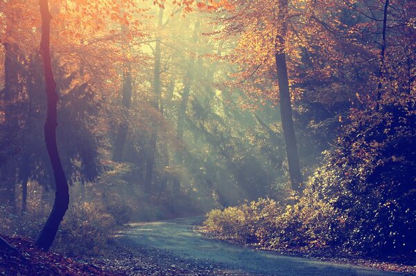 Morning road fog and forest