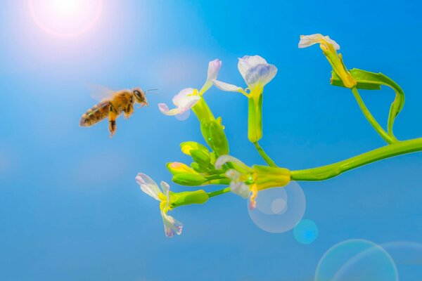 A bee landing on a bright flower against a bright blue sky
