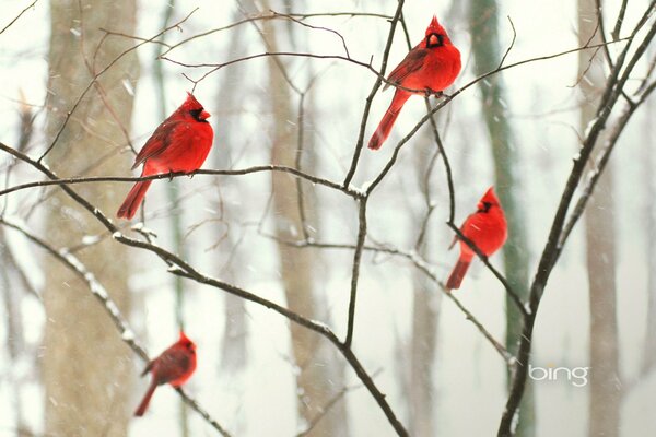 Hermoso plumaje de aves de invierno