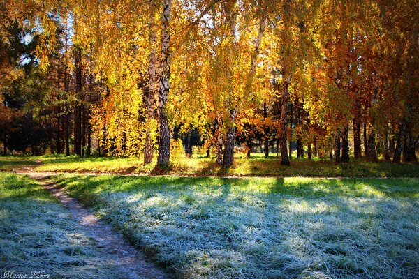 Autunno foresta e sole e brina