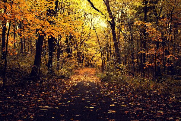 Waldweg im Herbstwald