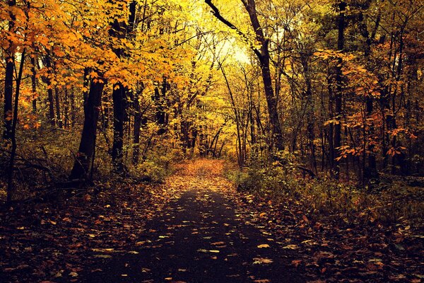 Sentier forestier dans la forêt d automne
