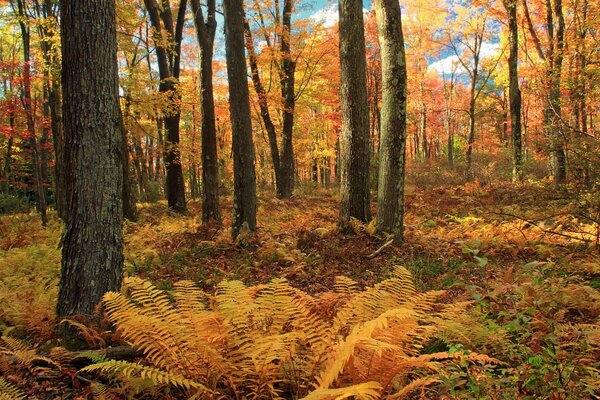 Foresta autunnale gialla nel pomeriggio