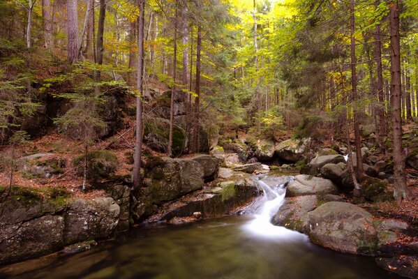 Ein mysteriöser Wald hat einen Bach umwickelt