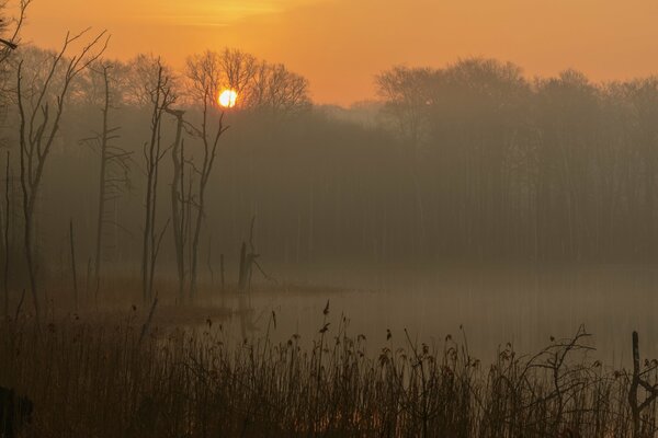 Foggy morning in Muritz National Park