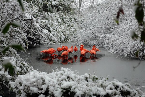 Rosa Flamingos im Winterteich