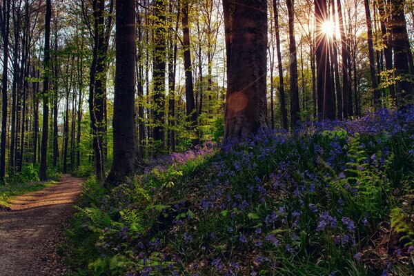 Die Sonnenstrahlen werden durch die Waldbäume geputzt