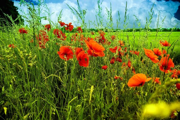 Amapolas rojas entre el campo verde