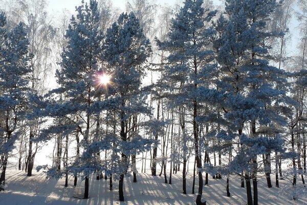 Beautiful rays of the sun and fir trees in winter