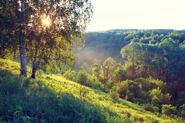 Colline dans le feuillage et le soleil à travers les bouleaux