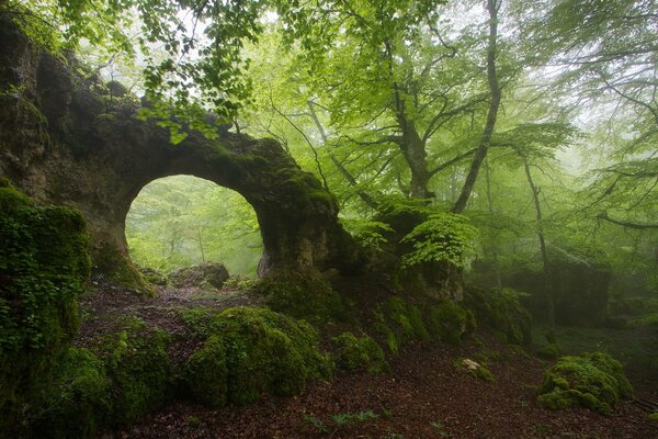 Arco roccioso nella foresta nebbiosa