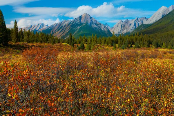 Muy en Canadá en el bosque en las montañas