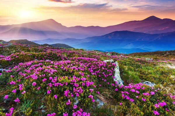 Pole kwiatów na tle górskiego krajobrazu