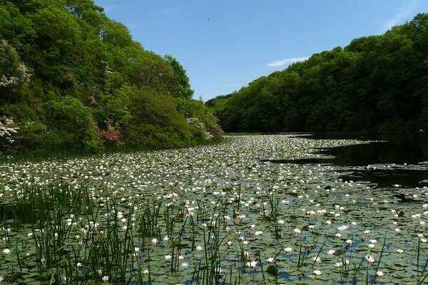 Weiße Seerosen im Waldsee