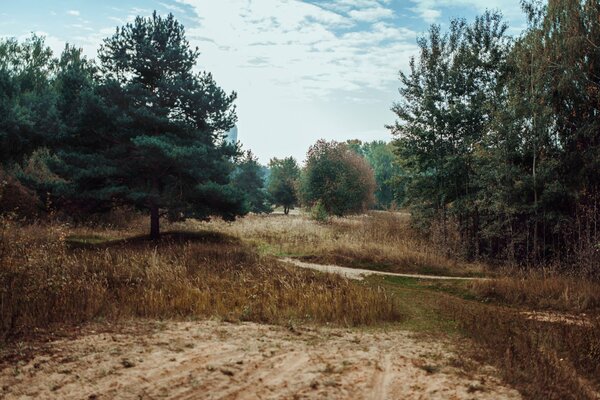 Pino lussureggiante vicino alla strada di sabbia nella foresta