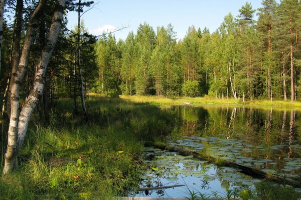 Foresta di betulle vicino al fiume in estate