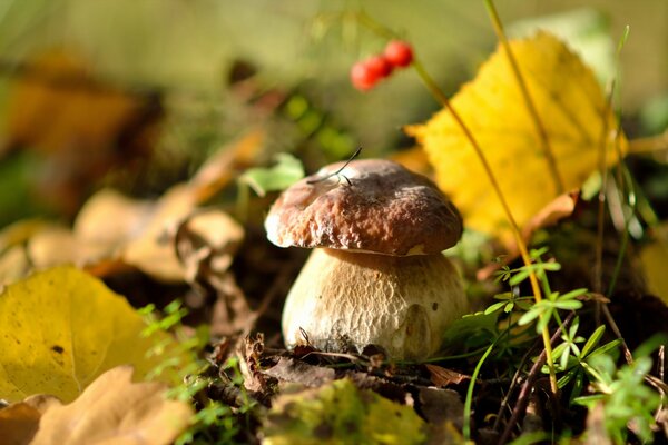 Die herbstlichen Gaben unserer Natur