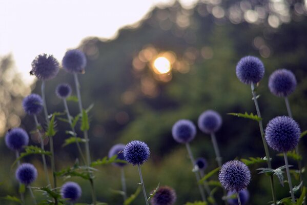 Fleurs globuleuses violettes duveteuses dans le champ