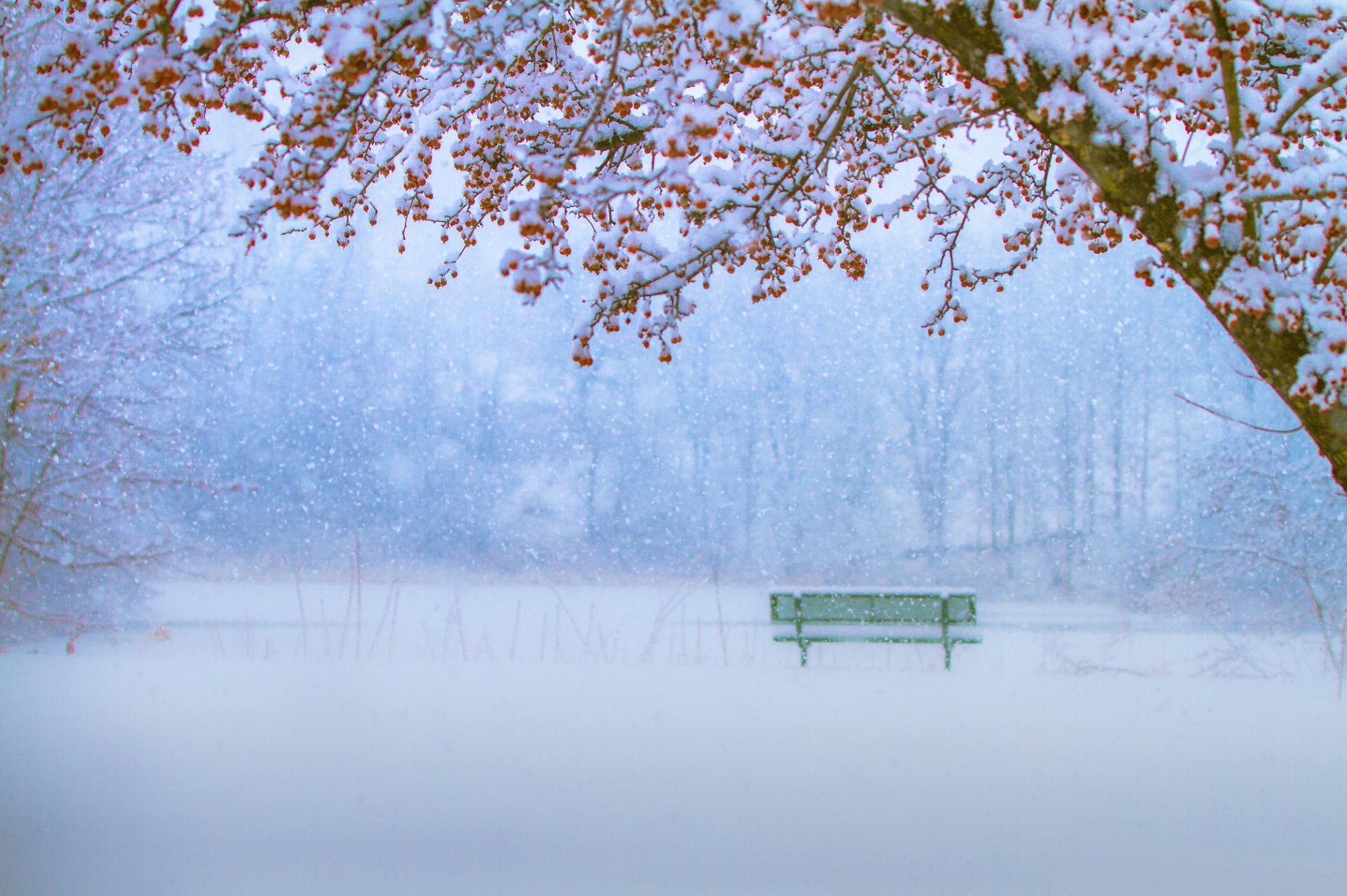 parc arbres banc neige hiver chute de neige