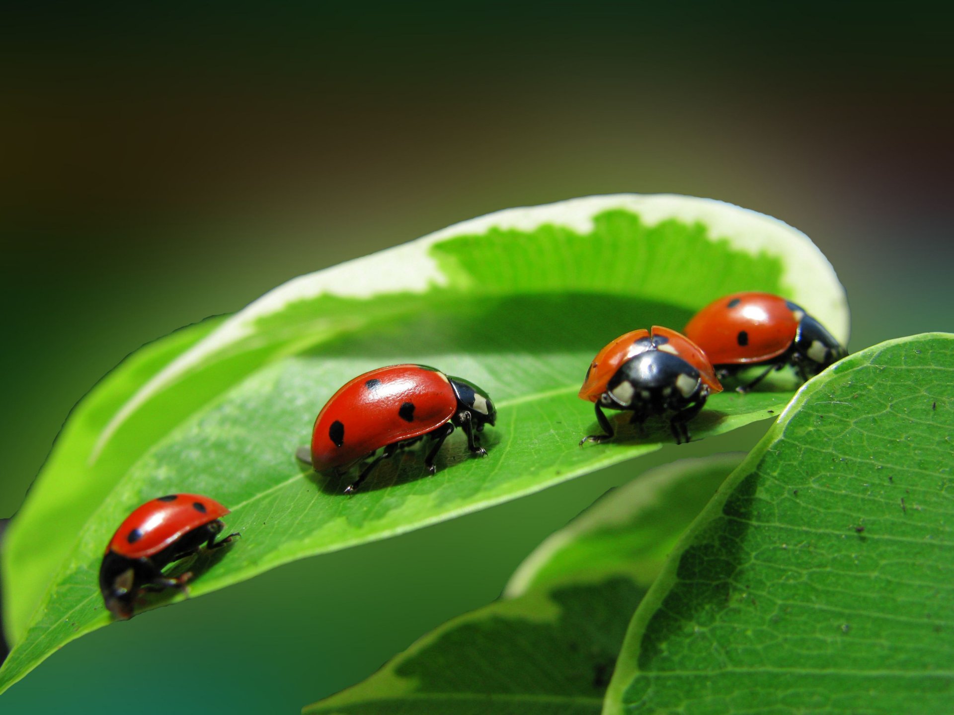 insetti coccinella quartetto quattro foglie pianta