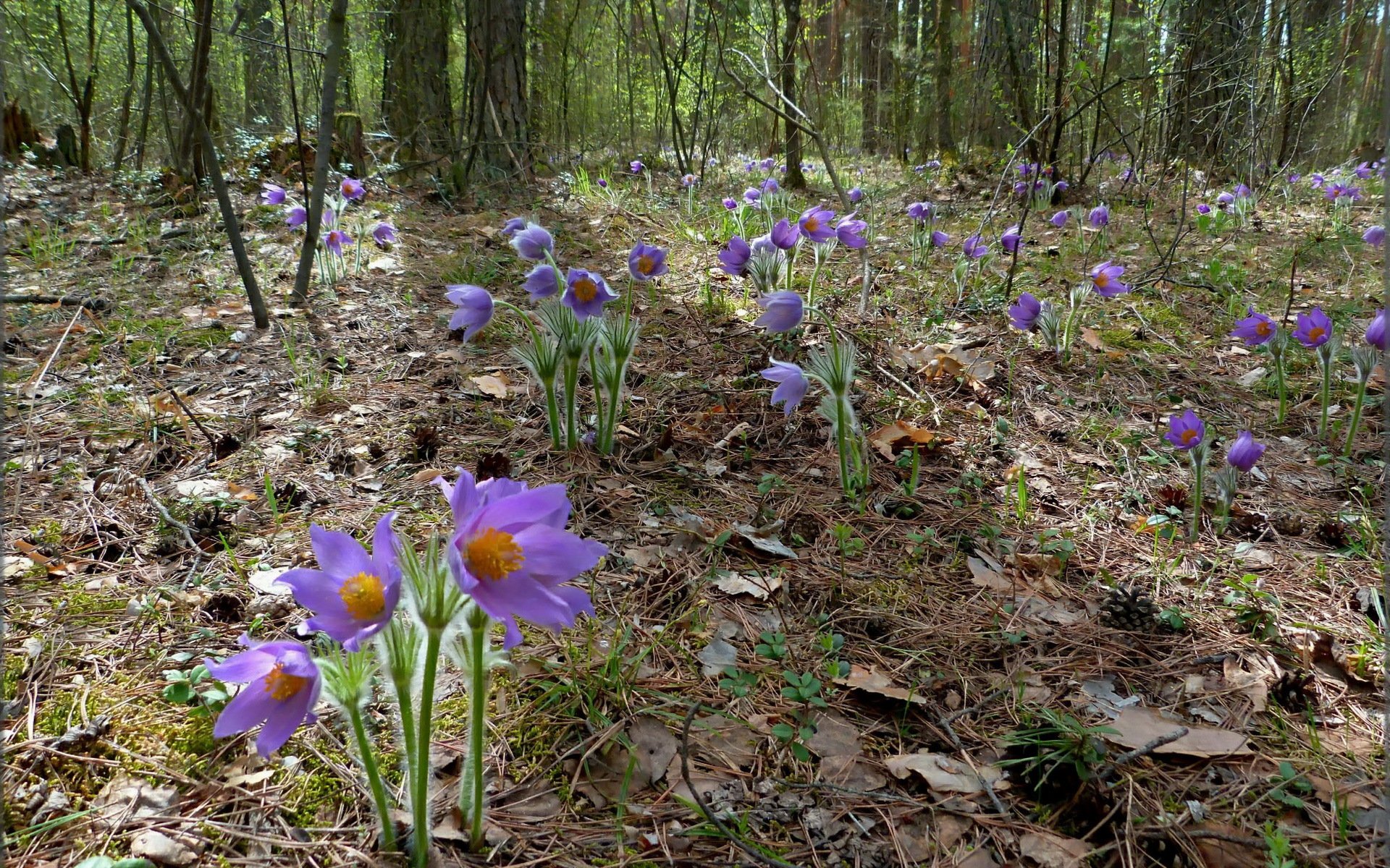 wald blumen natur