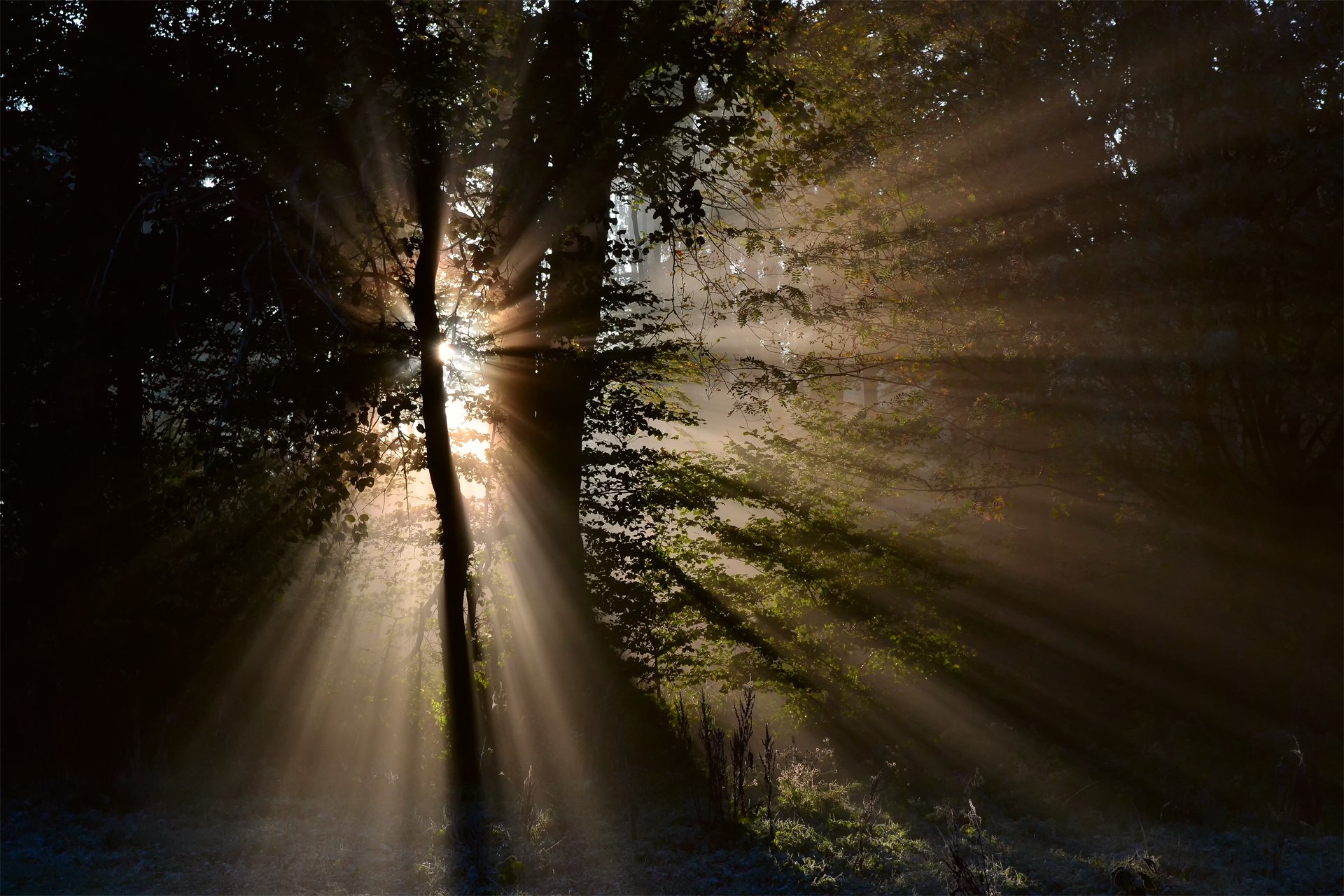 naturaleza bosque árboles rayos luz sol