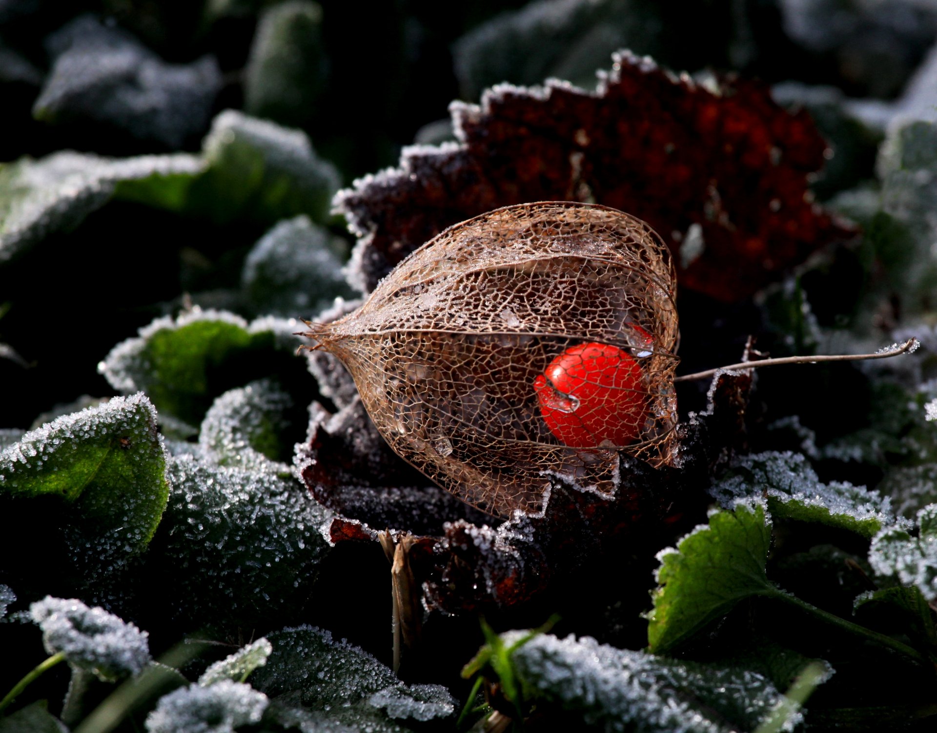 nature plante physalis gel givre feuilles