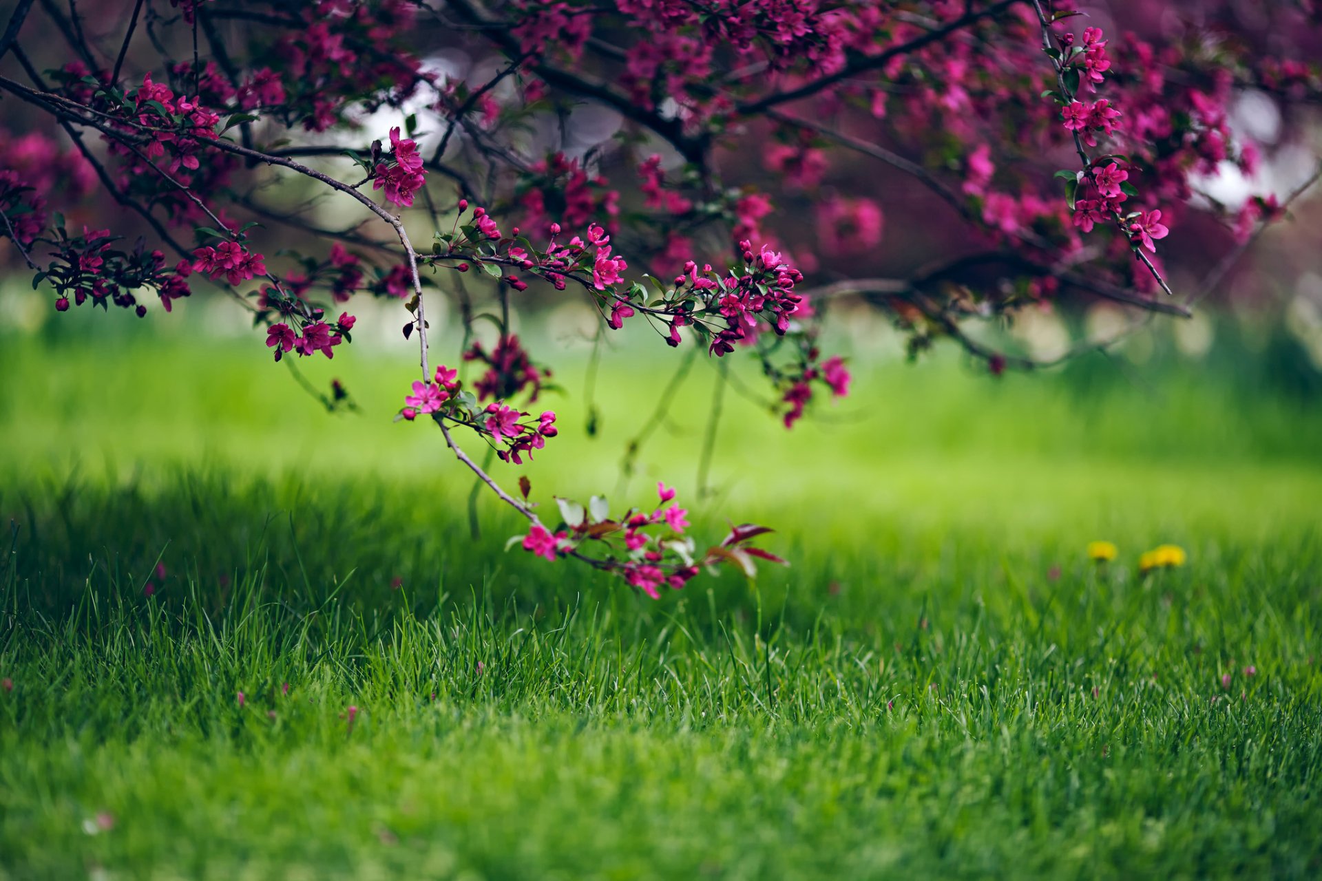 nature flower spring grass bokeh tree